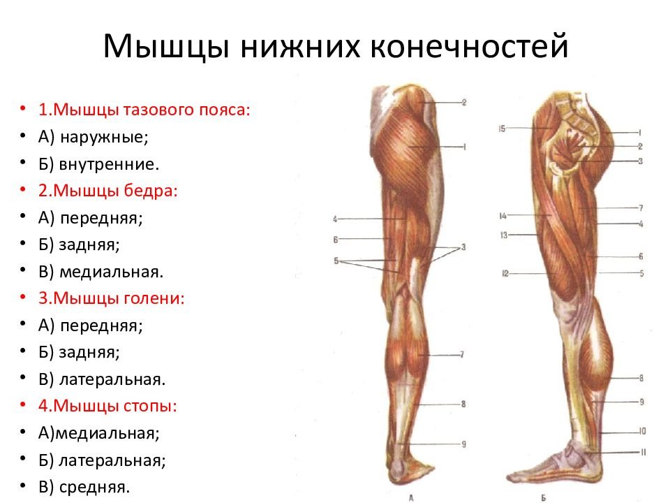 Передняя часть человека. Основные мышцы нижней конечности анатомия. Мышцы нижней конечности вид сбоку.