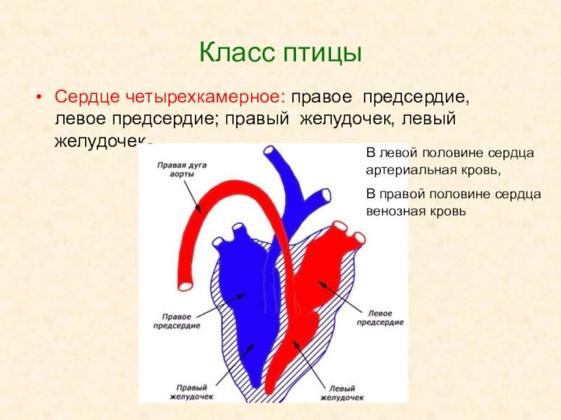 Четырехкамерное сердце наличие диафрагмы кожные покровы. Схема строения сердца птиц. Строение сердца птицы 7 класс биология. Четырехкамерное сердце схема. Сердце млекопитающих биология 6 класс.