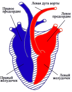 Сердце картинки четырехкамерное (50 фото)