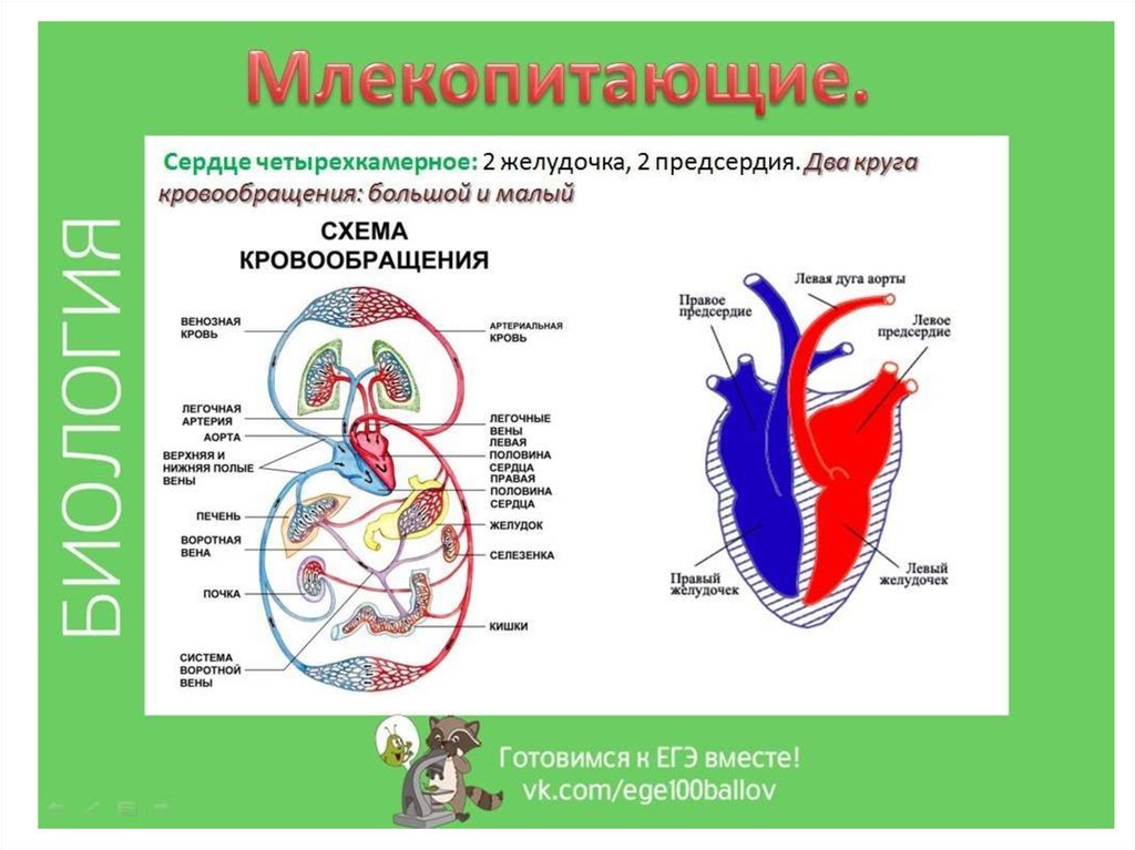 Сравнение сердца птиц и млекопитающих. Малый круг кровообращения у млекопитающих схема. Круги кровообращения млекопитающих схема. Схема строения сердца млекопитающих. Млекопитающие большой круг кровообращения малый круг.