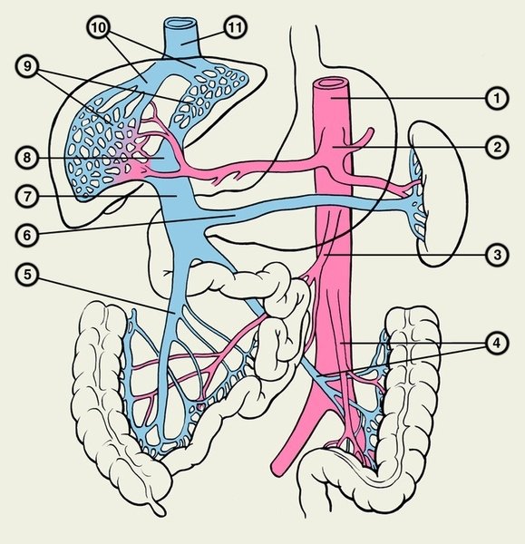 Верхняя брыжеечная Вена анатомия