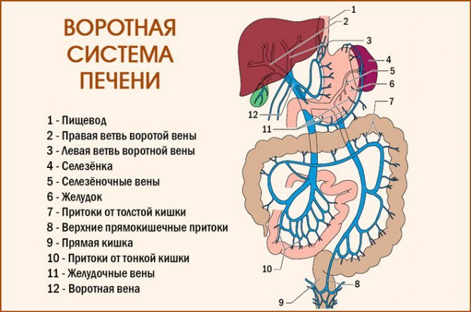 Сосуд собирающий кровь от органов брюшной полости. Воротная Вена схема. Система воротной вены схема. Воротная Вена печени система. Воротная система печени анатомия.
