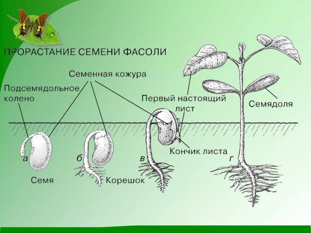 Первые листья растения семядоли. Схема прорастания семян. Проросшее семя фасоли схема. Стадии прорастания семян фасоли. Строение проростка фасоли.