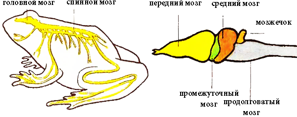 Строение нервной системы земноводных