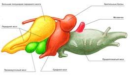 Головной мозг лягушки сбоку