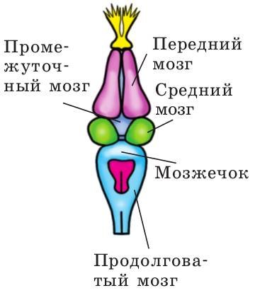 Строение головного мозга лягушки сбоку
