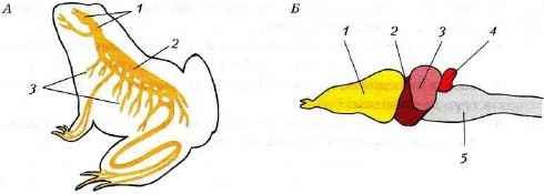 Подпишите отделы нервной системы лягушки