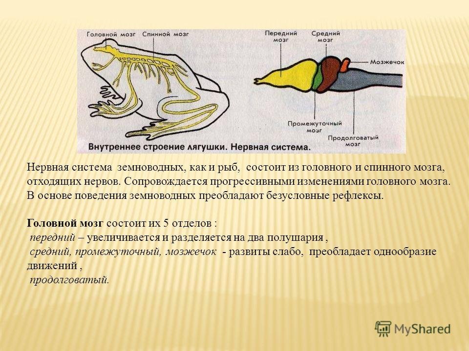Появление головного мозга у рыб. Нервная система земноводных кратко 7 класс. Нервная система лягушки. Нервная система лягушки 7 класс. Нервная система класс амфибии.