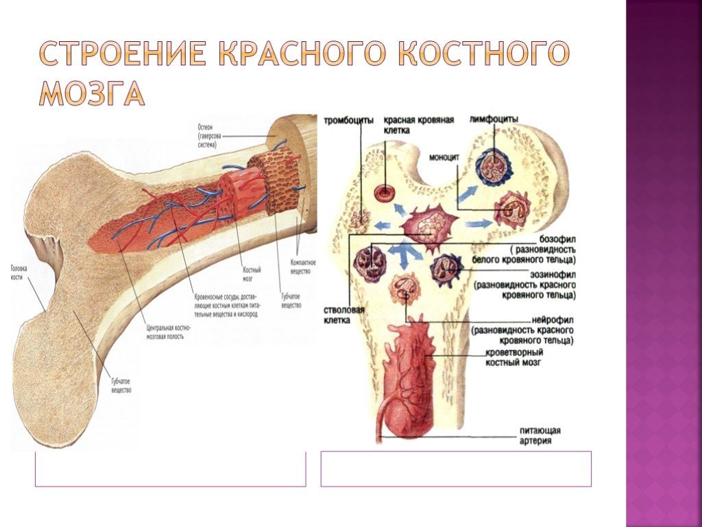 Красный мозг костей. Схема строения красного костного мозга. Красный костный мозг анатомические образования. Красный костный мозг строение и топография. Костный мозг топография строение.