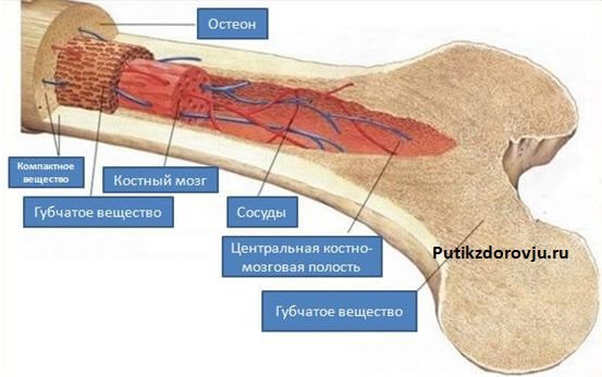 Как выглядит костный мозг у человека