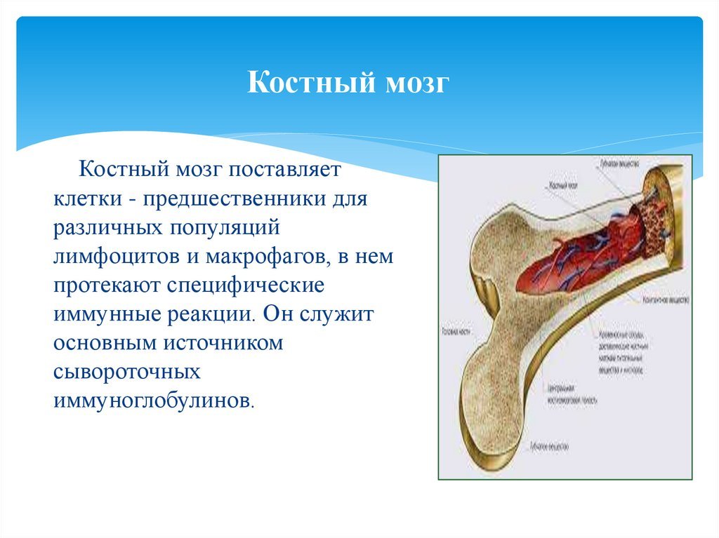 Вред костный мозг. Костный мозг в костях человека.