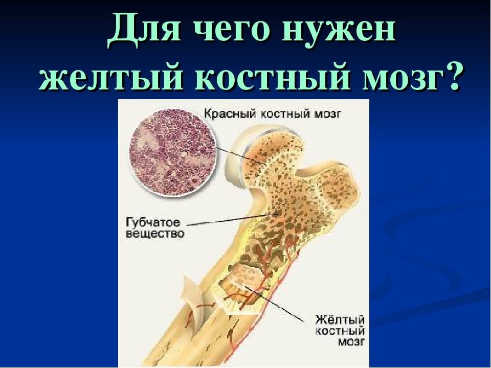 Печени и костного мозга. Желтый костный мозг локализован. Желтый костный мозг строение. Красный костный мозг и желтый костный мозг. Функции красного и желтого костного мозга.