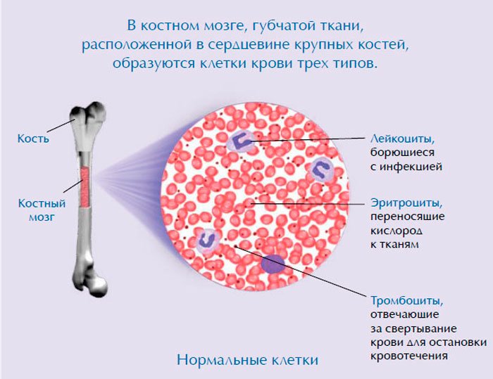 Пересадка клеток мозга. Образование клеток крови в костном мозге. Стволовые клетки костного мозга. Костный мозг человека функции. Лейкоциты в костном мозге.