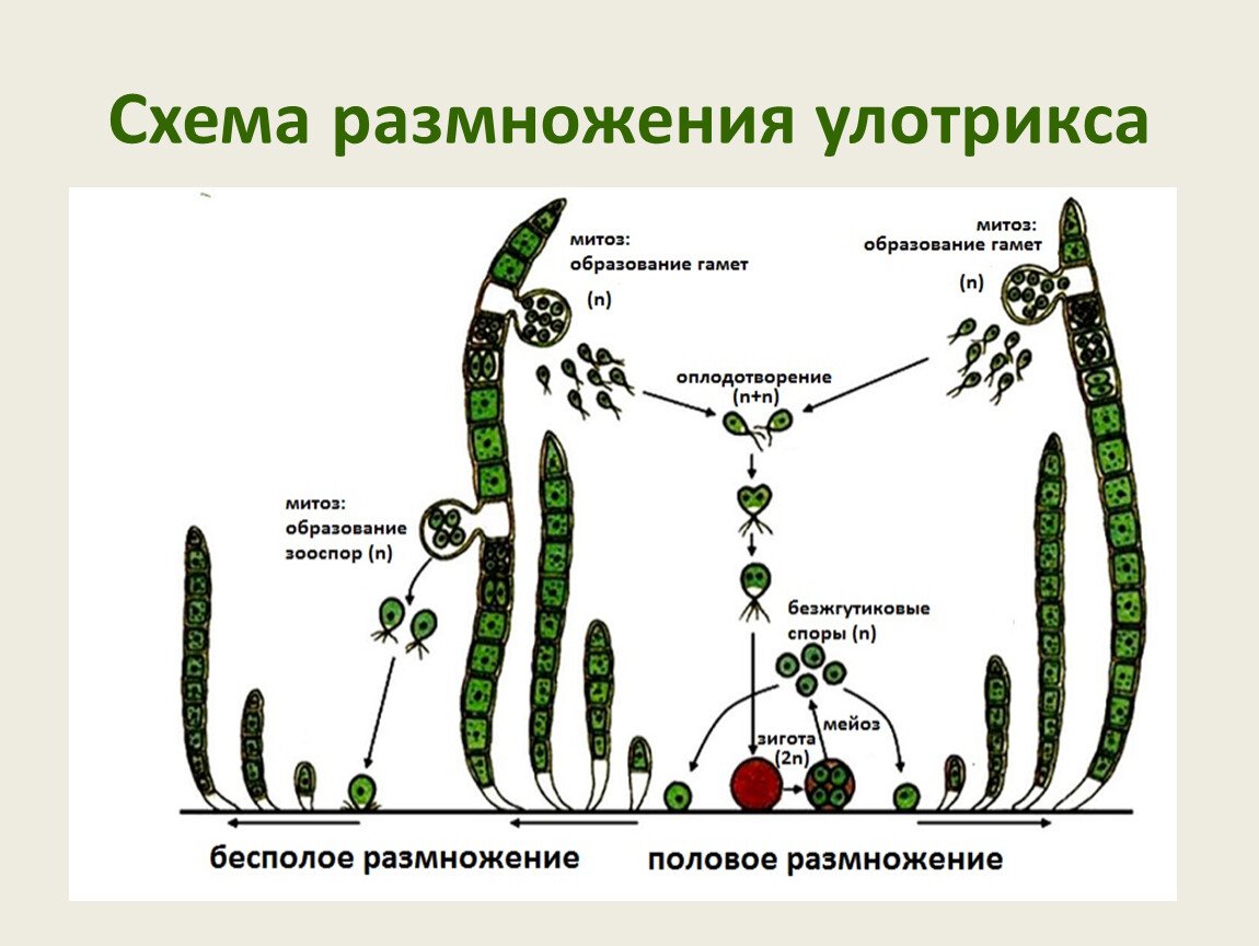 Преобладающее поколение у водорослей. Зеленые водоросли улотрикс. Размножение улотрикса. Схема размножения улотрикса. Улотрикс размножается.
