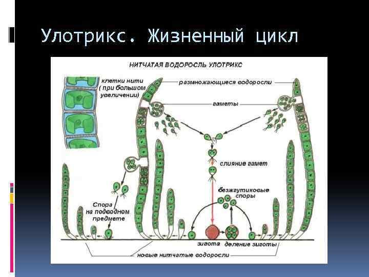 Стадии жизненного цикла зеленых водорослей. Схема размножения улотрикса. Цикл улотрикса схема. Нитчатая водоросль улотрикс. Жизненный цикл улотрикса схема.