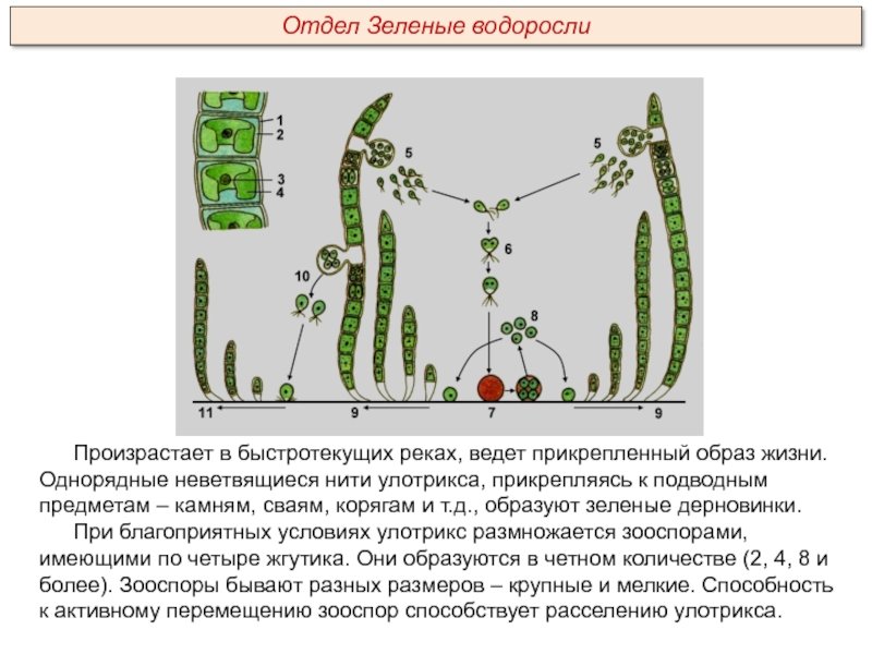 Размножение водорослей улотрикс. Улотрикс жизненный цикл. Размножение улотрикса. Зеленые водоросли улотрикс. Жизненный цикл цикл улотрикса.