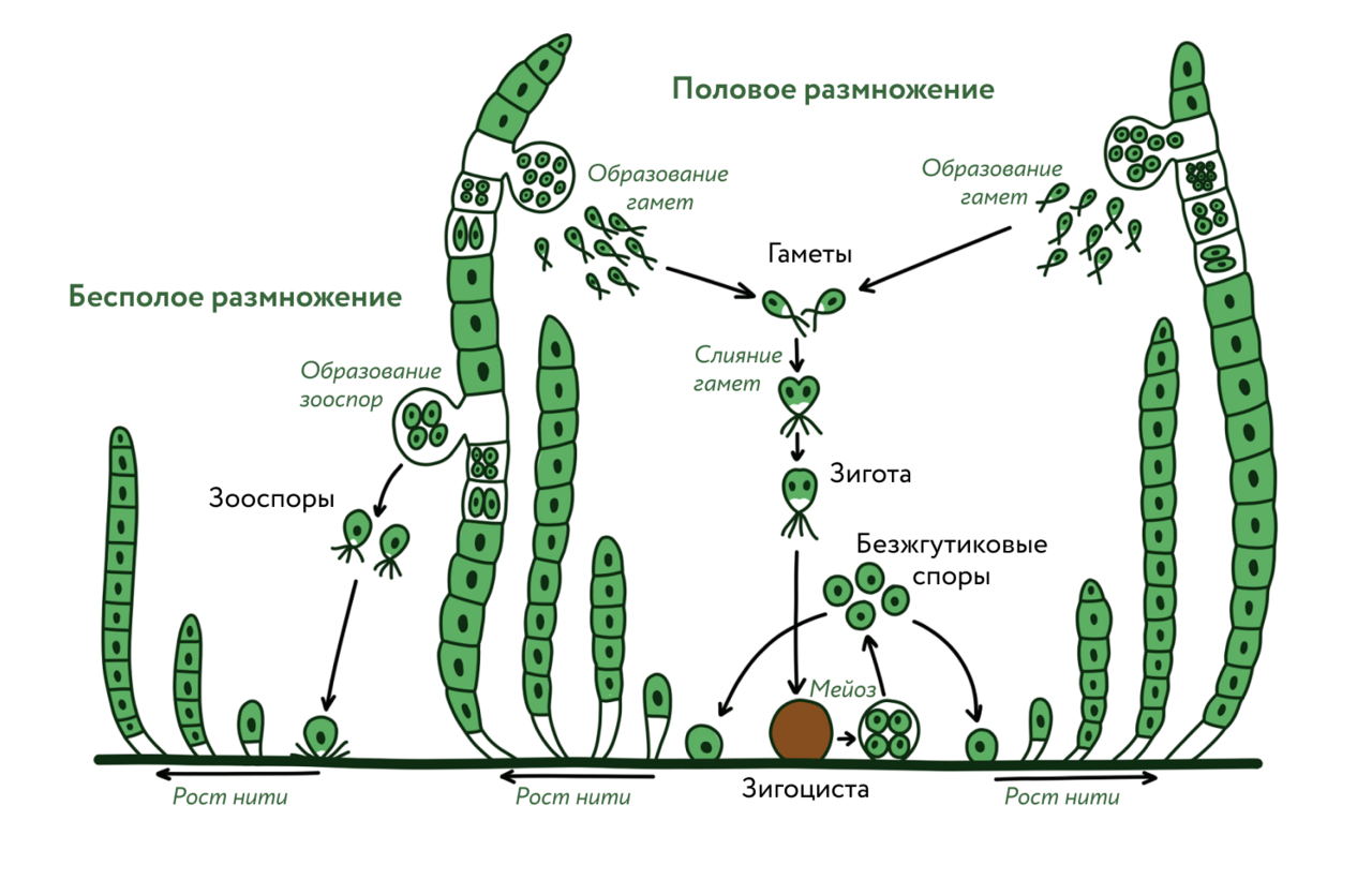 Схема жизненного цикла растения гаметы. Жизненный цикл цикл улотрикса. Жизненный цикл улотрикса схема. Улотрикс цикл размножения. Жизненный цикл водорослей улотрикс.