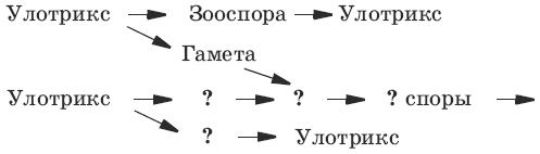 Схема размножения улотрикса