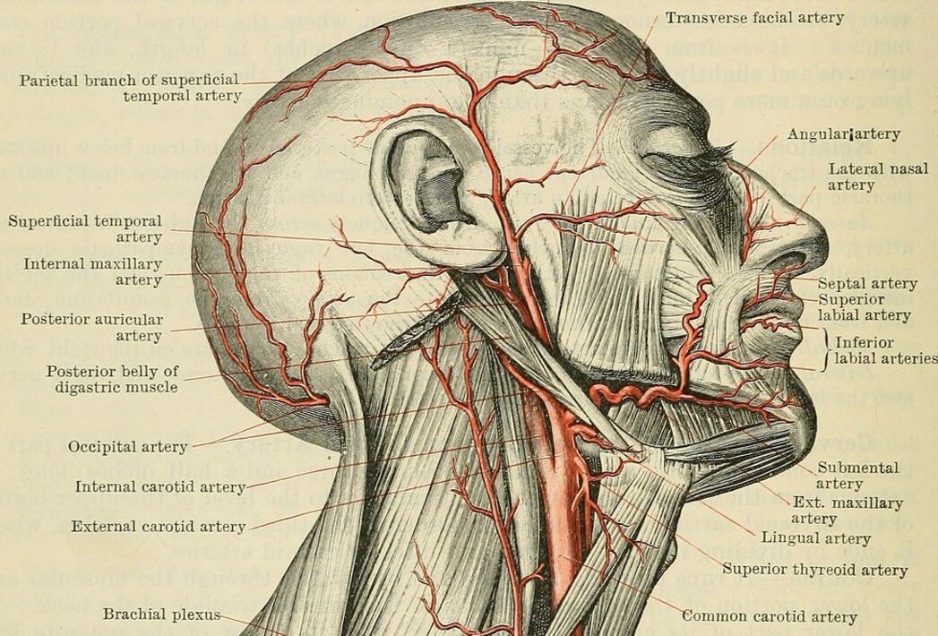 Сонные артерии на лице. Левая Сонная артерия кровоснабжает. Сонная артерия где находится. Где находится сонаяэртерия.
