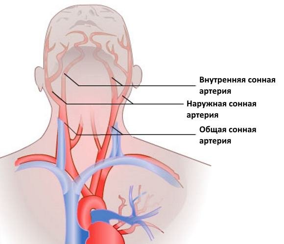 Левая Сонная артерия кровоснабжает