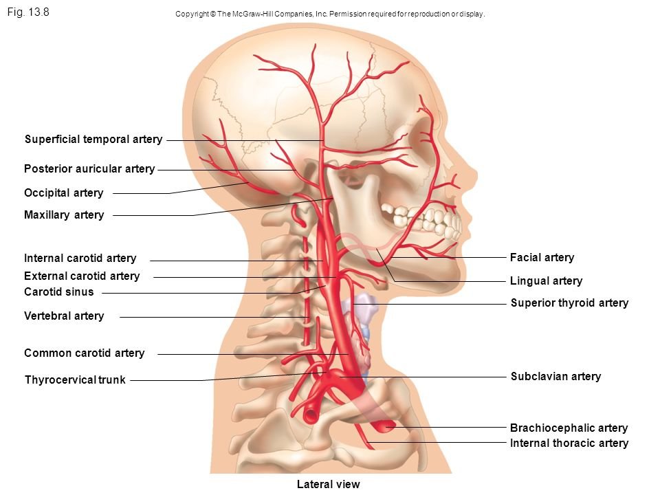 Где находится сонная артерия слева. Левая Сонная артерия кровоснабжает. Сонная артерия анатомия. Левая общая Сонная артерия кровоснабжает. Бифуркация сонной артерии анатомия.
