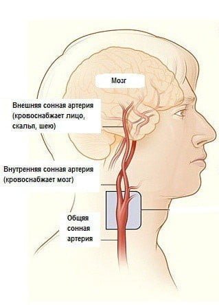 На каком уровне делится общая Сонная артерия