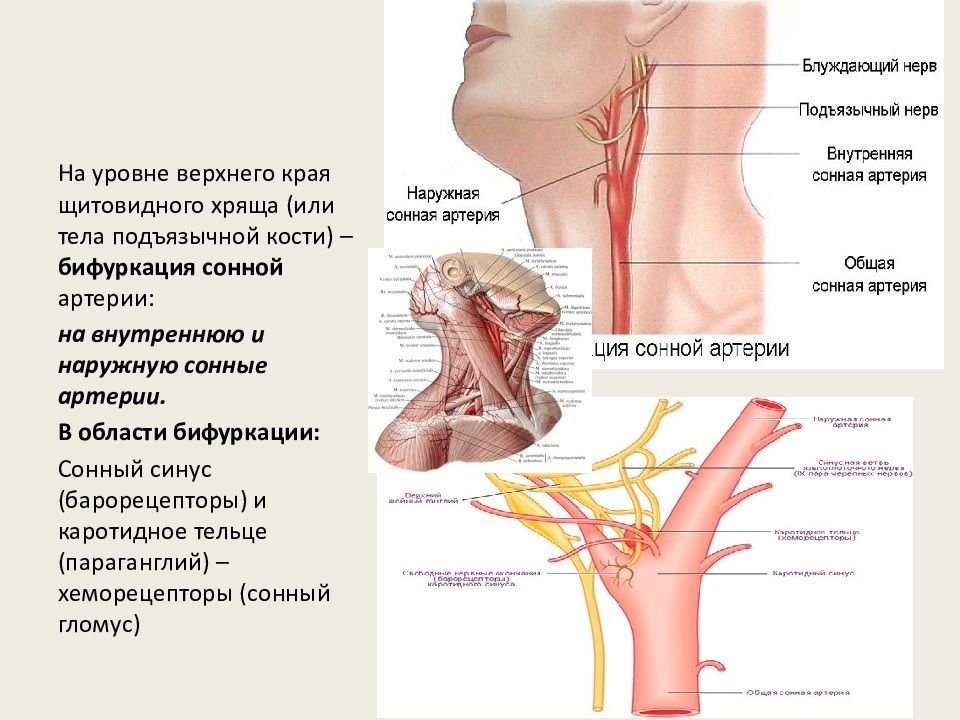 Где находится сонная артерия слева. Левая Сонная артерия кровоснабжает. Общая Сонная артерия топография. Сонная артерия яремная Вена блуждающий нерв. Область бифуркации общей сонной артерии.