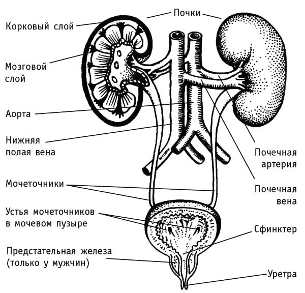 Мочевая система человека анатомия