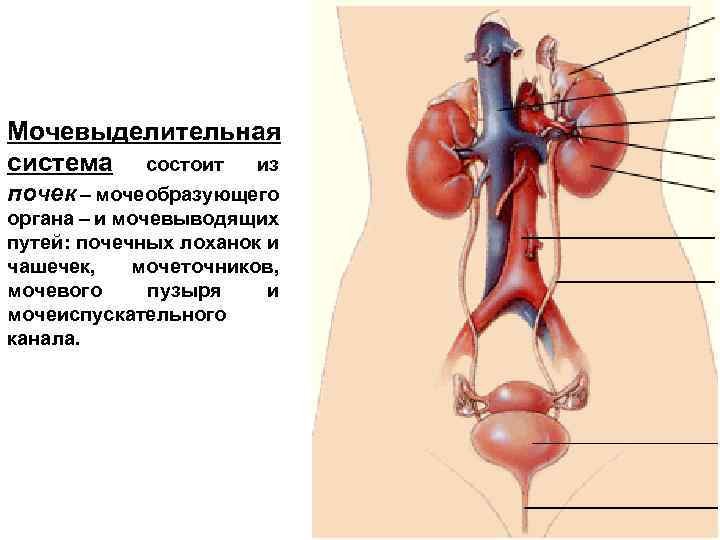 Мочеточники матка. Мочевыделительная система мочевой пузырь. Анатомия органов мочевыделительная система. Мочевыделительная система анатомия рисунок. Мочевыводящие пути строение анатомия.