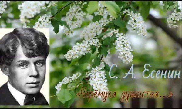Сергей Есенин стихотворение черемуха