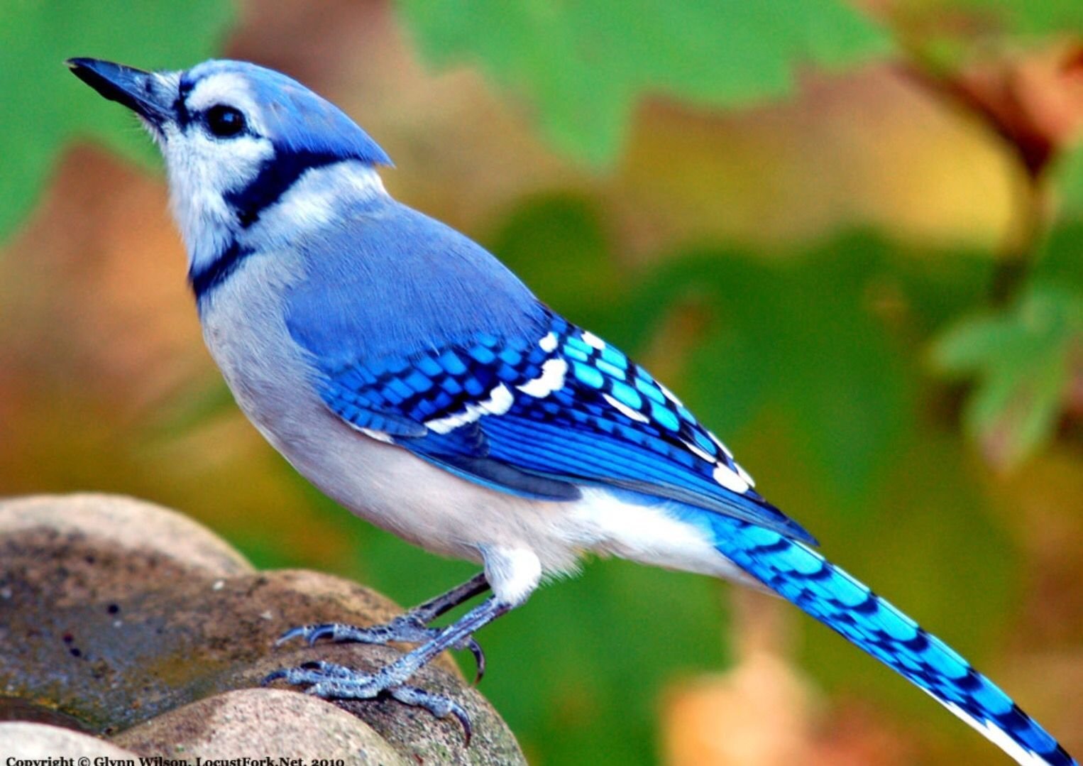Птички с красивым оперением. Голубая Сойка птица. Североамериканская голубая Сойка. Канадская голубая Сойка. Синяя Сойка птица.