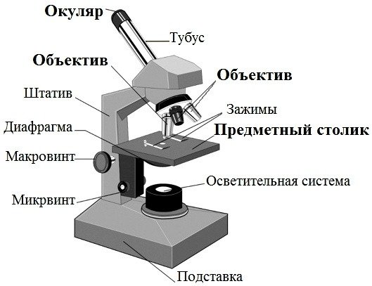 Световой микроскоп микробиология строение