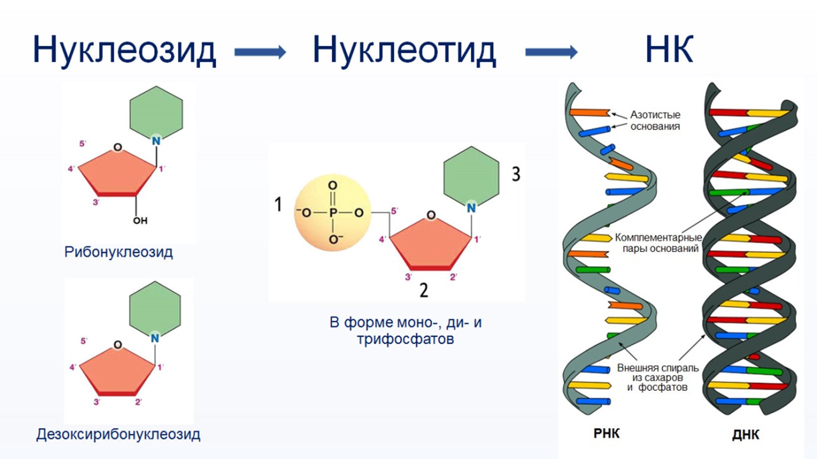 Изменения происходят в последовательности нуклеотидов молекулы днк. Строение нуклеиновые кислоты ДНК схема. Строение нуклеотида молекулы ДНК. Структура нуклеотидных кислот. Схема строения нуклеотида ДНК И РНК.
