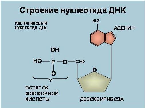 Строение нуклеотида ДНК