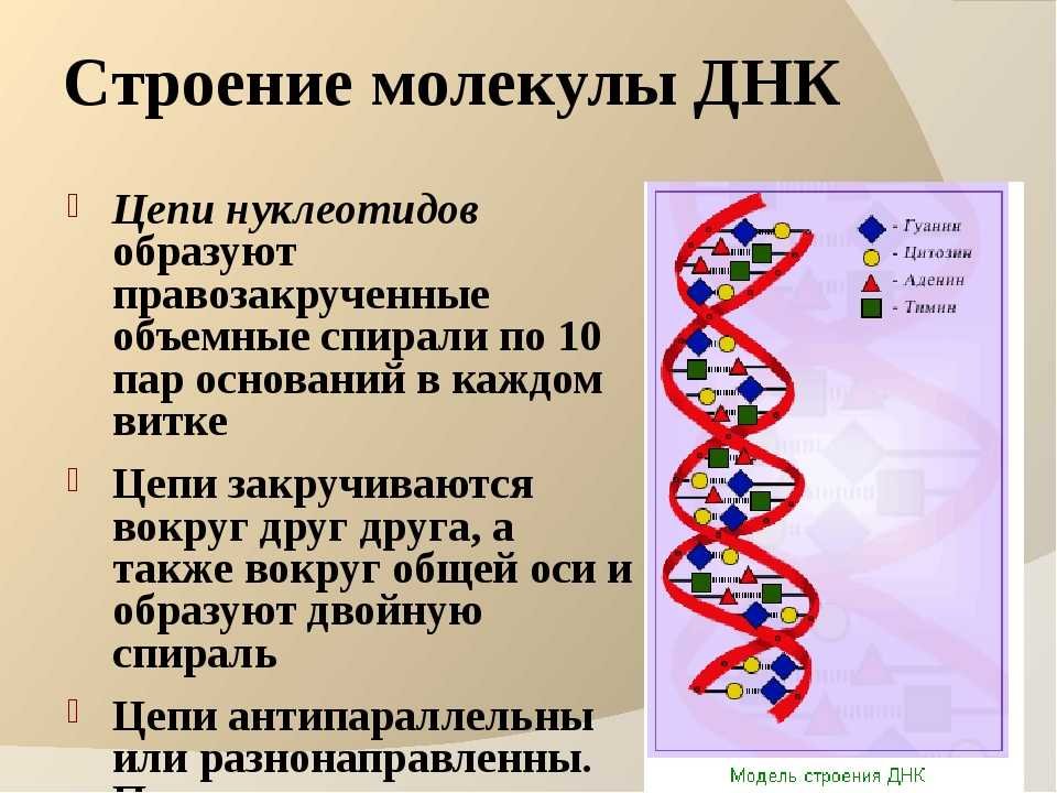 Какая молекула днк в ядре. Цепочка ДНК структура. Строение двухцепочечной молекулы ДНК. Схема строения участка молекулы ДНК. Молекула ДНК структура нуклеотиды.
