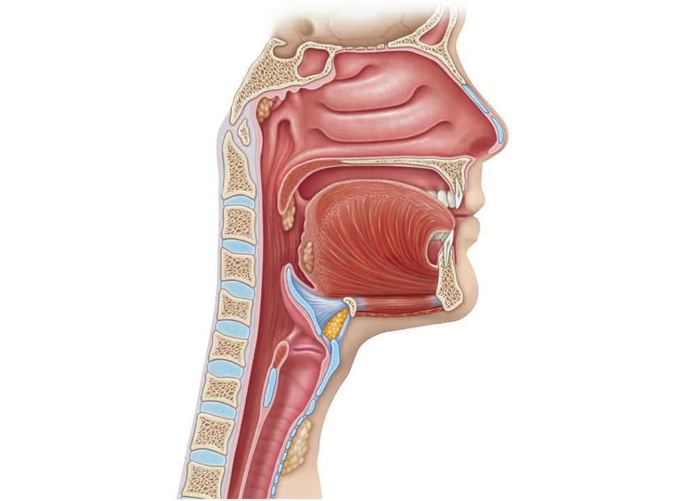 Картинка глотки. Larynx трахея.