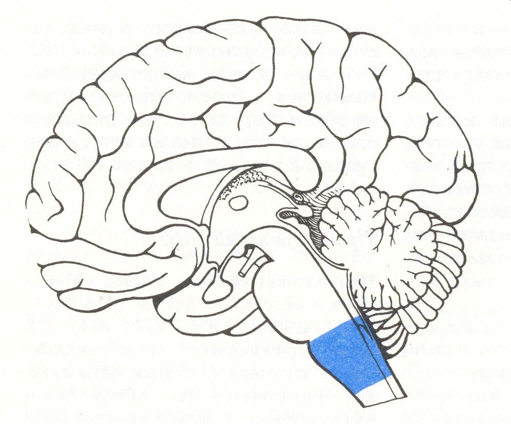 Мозг без подписей. Myelencephalon анатомия. Строение головного мозга человека чб. Мозг в разрезе. Строение головного мозга без подписей.