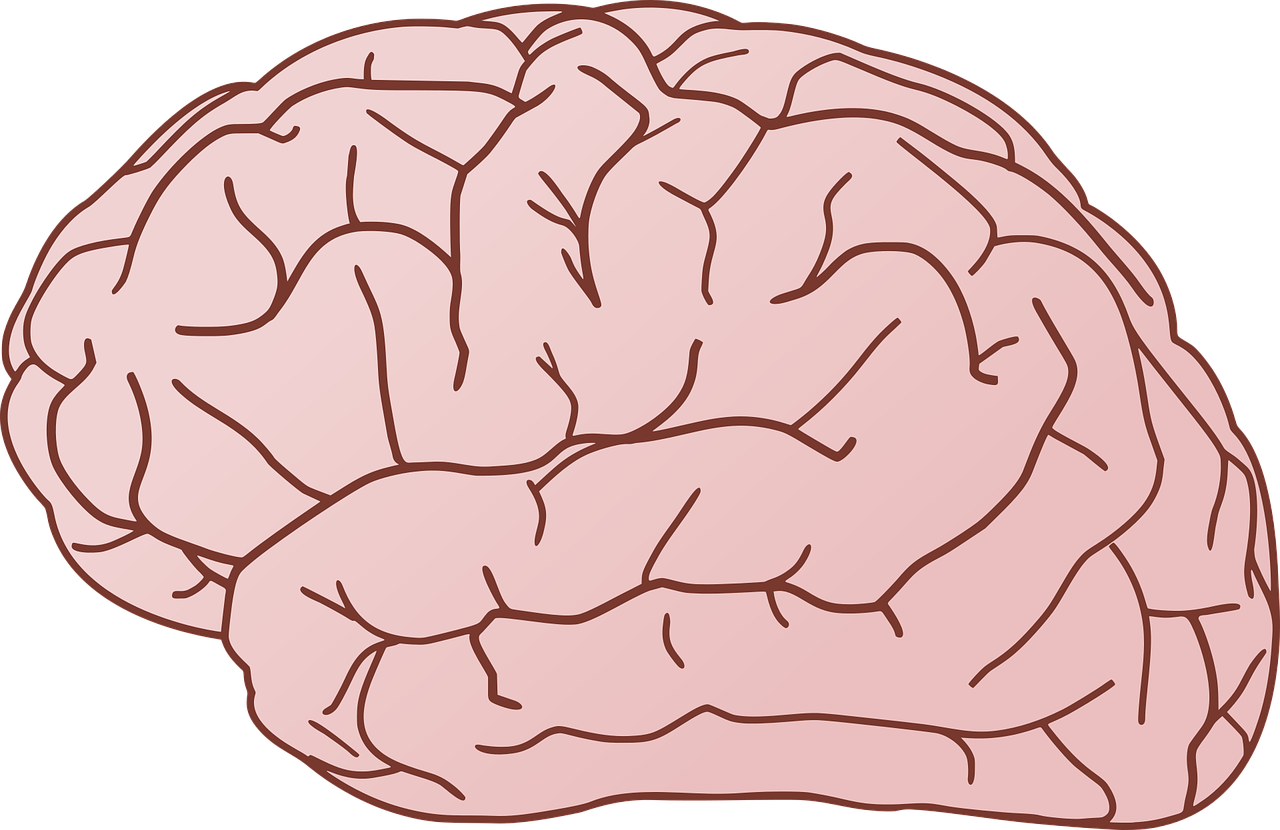 Мозг картинка. Кортекс мозг кора. Мозг нарисованный. Мозг схематично.