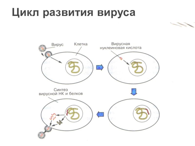 Размножение клетки жизненный цикл. Жизненный цикл вируса схема. Цикл развития вирусов схема. Стадии жизненного цикла вируса. Цикл развития( размножения) вирусов.