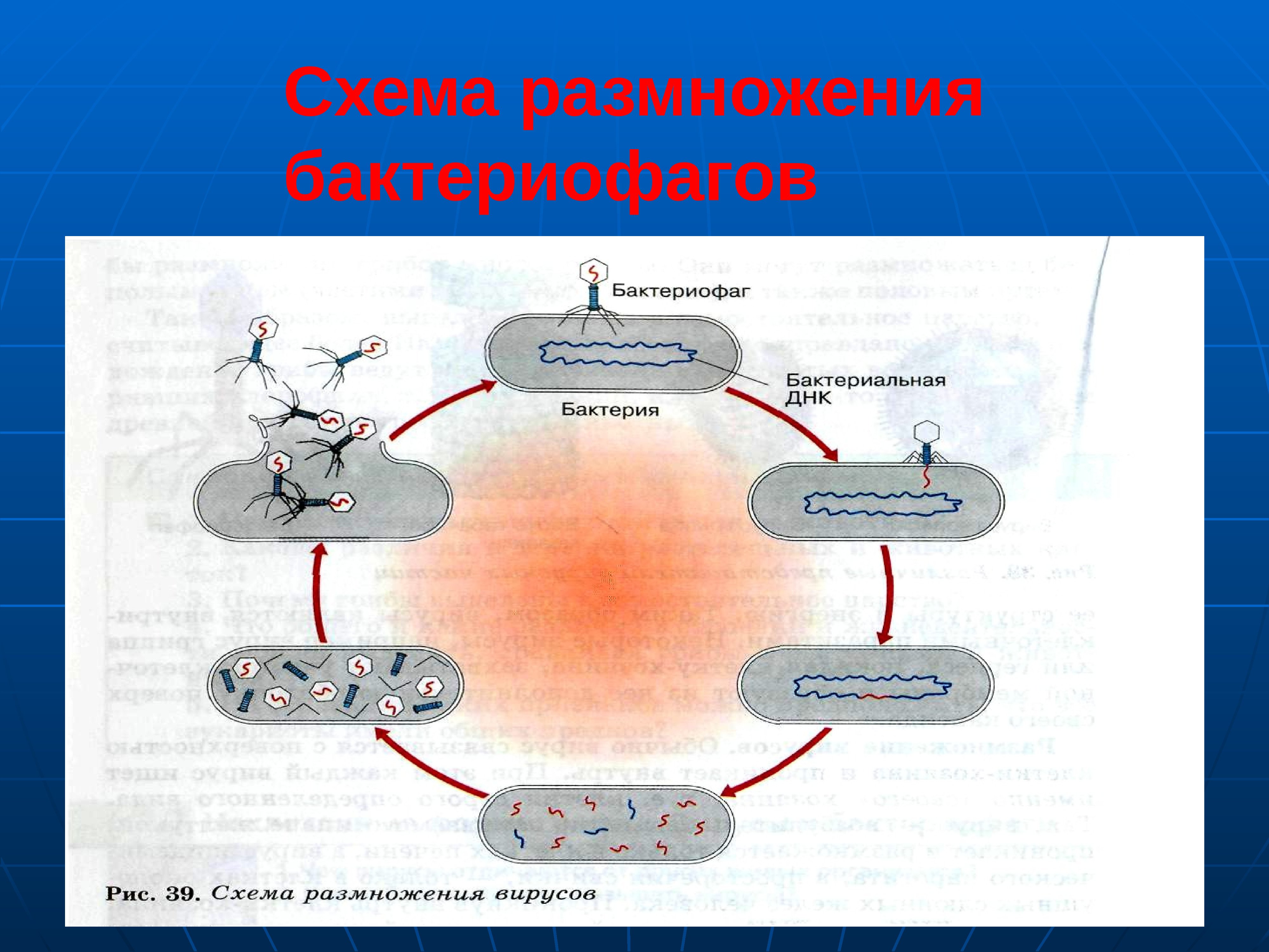 Размножение клетки жизненный цикл. Размножение вирусов схема. Схема цикла размножения бактериофага. Жизненный цикл бактерий схема. Размножение вируса бактериофага.