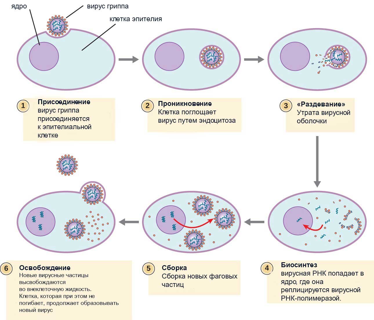 Размножение клетки жизненный цикл. Размножение вирусов схема. Репродукция вируса гриппа Сема. Этапы размножения вирусов. Механизм размножения вируса гриппа.