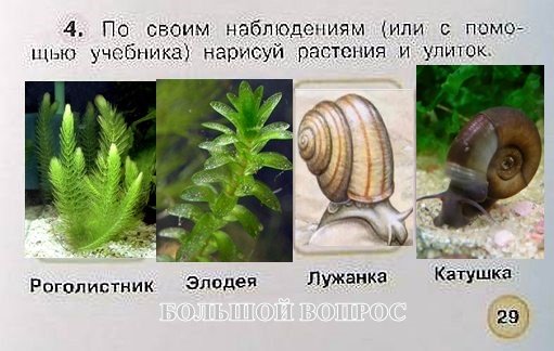 Лужанка ЖИВОРОДКА