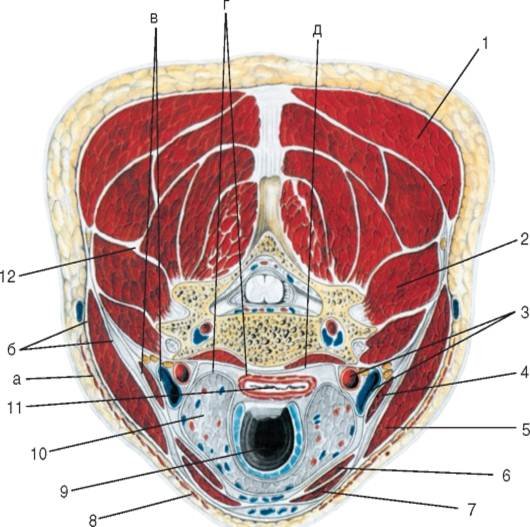 Поперечный срез щитовидной железы