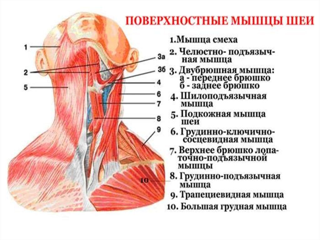 Затылок описание. Поверхностные мышцы шеи спереди. Мышцы шеи вид сбоку анатомия.