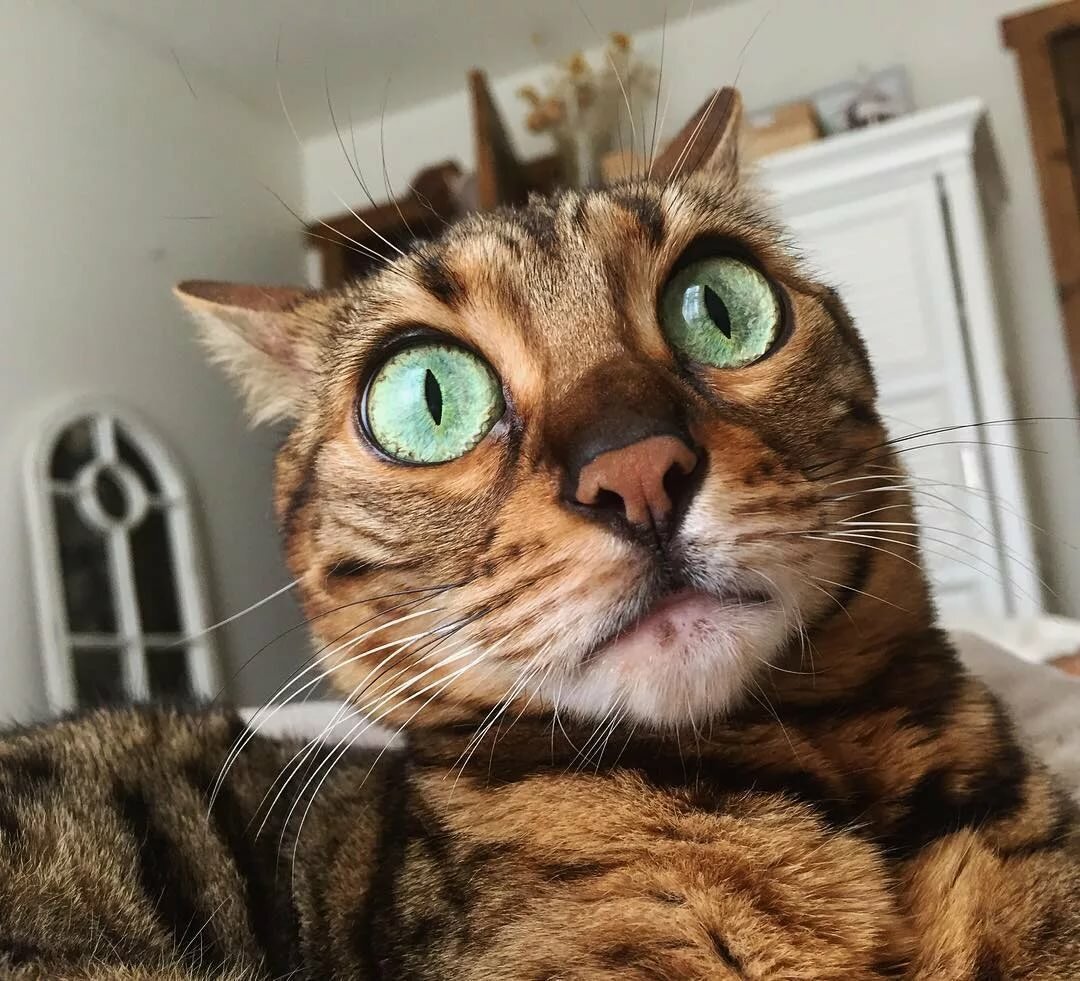 Кошка удивлена. Удивленный кот. Кошка в шоке. Смешной кот. Кот с выпученными глазами.