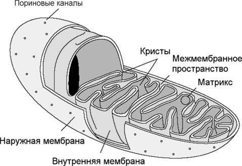 Митохондрии схема рисунок