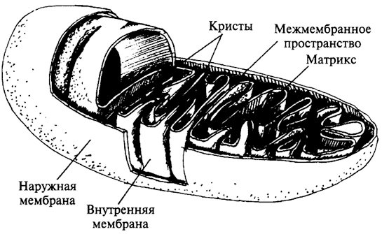 Митохондрии схема рисунок