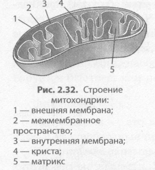 Митохондрии строение органоида