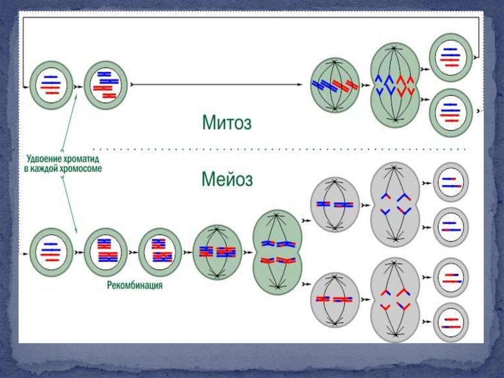 Деление клетки задачи. Схема деления митоза и мейоза. Схема деления клетки митоз и мейоз. Плоидность фаз митоза. Схемы фаз митоза и мейоза.