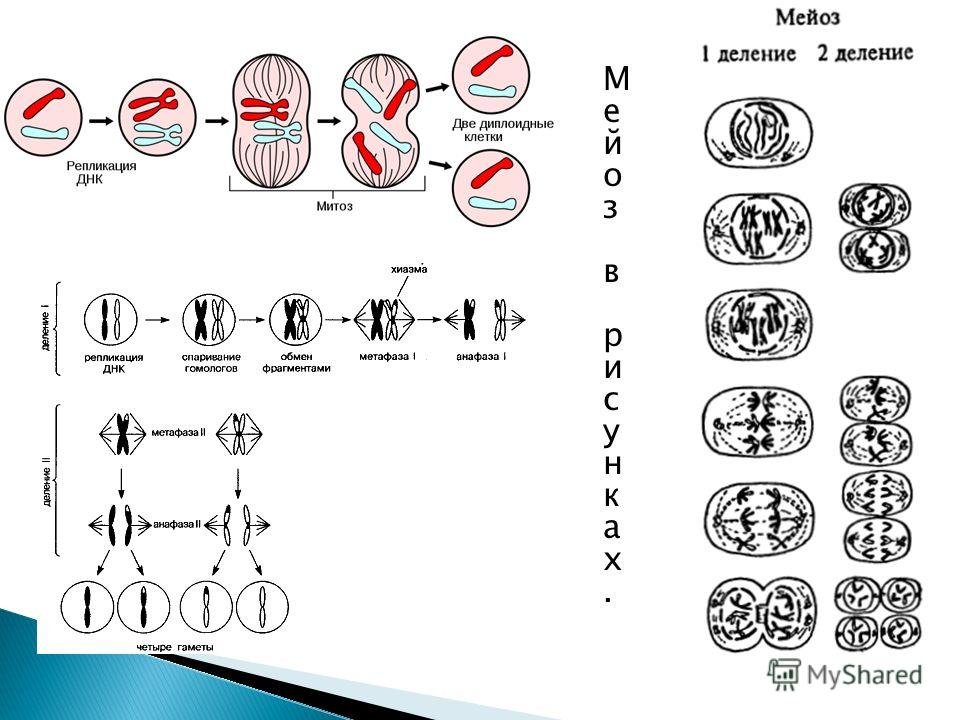 Деление клетки задачи. Схема митоза и мейоза ЕГЭ. Деление клетки митоз и мейоз плакат. Нарисовать схему митоза и мейоза. Жизненный цикл клетки схема митоз и мейоз.